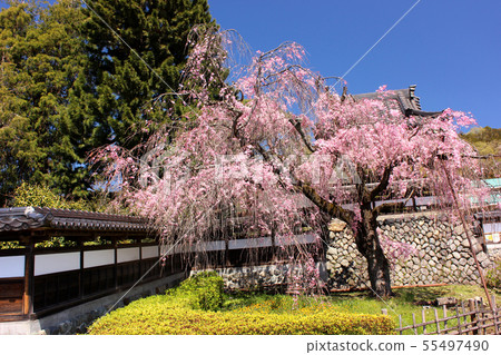 Shrimp of the Temple of the Goddess (7) 55497490