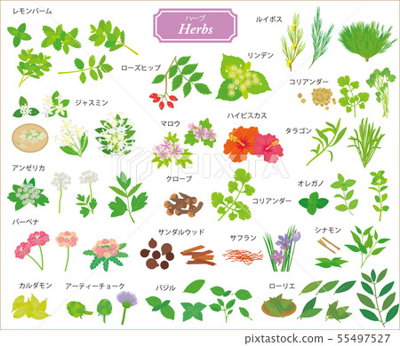 香草香料 香草香料 55497527