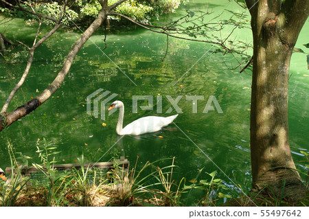 Four seasons walk summer Matsue Vogel Park 55497642