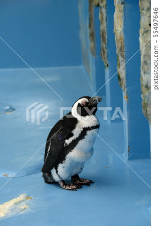 Four seasons walk summer Matsue Vogel Park 55497646