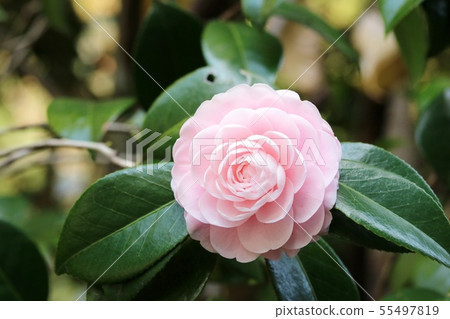 Autumn blooming camellia camellia (maiden camellia) 55497819