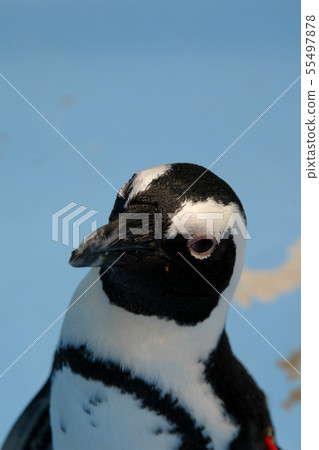 Four seasons walk summer Matsue Vogel Park 55497878