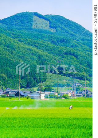 農村風景在夏天 農村風景在夏天 55497981