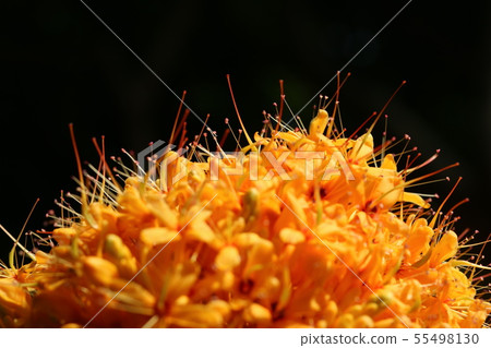 Muyuju (Indign Tree) Flower 55498130