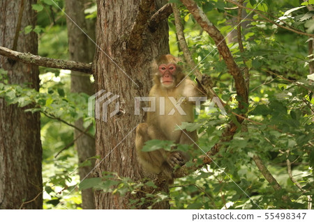 A monkey A monkey 55498347