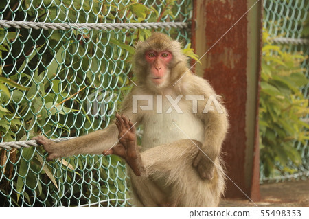 A monkey 55498353