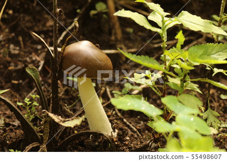 蘑菇 55498607