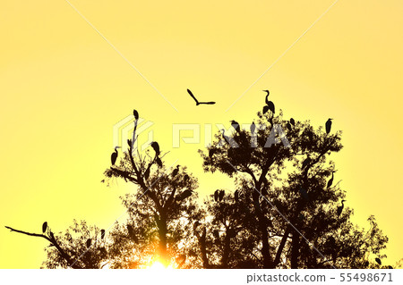 一隻和平的鳥和日出的野鳥在跳舞 一隻和平的鳥和日出的野鳥在跳舞 55498671