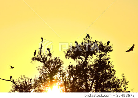 一隻和平的鳥和日出的野鳥在跳舞 一隻和平的鳥和日出的野鳥在跳舞 55498672