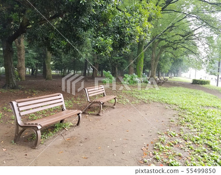 Rainy season park Nobody bench 55499850