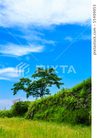The fresh green Hinoe Castle ruins [Minamijimabara City, Nagasaki Prefecture] 55499953