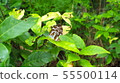 Butterfly perching on a leaf 55500114