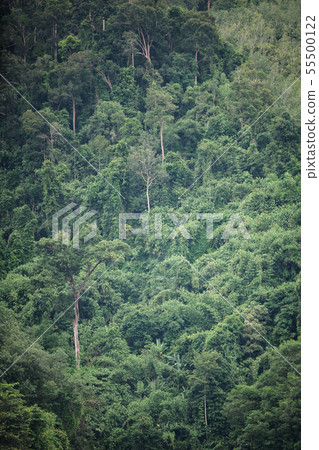 The trees in tropical rain forest of Hala Bala The trees in tropical rain forest of Hala Bala 55500122