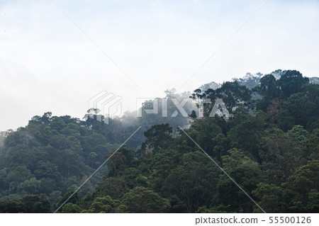 The Trees with fog after raining on the hill in The Trees with fog after raining on the hill in 55500126