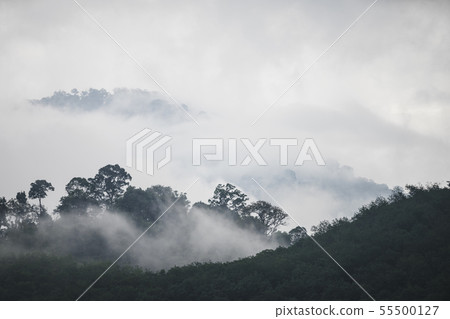 The Trees with fog after raining on the hill in The Trees with fog after raining on the hill in 55500127
