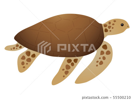 Illustration of swimming sea turtle Sea turtle 55500210