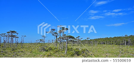 北海道根室市Ochiishi的Ezo Akamatsu的風景 北海道根室市Ochiishi的Ezo Akamatsu的風景 55500659