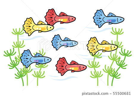 Guppy 55500681