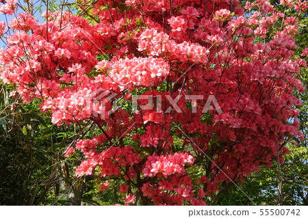 盛開的杜鵑花 盛開的杜鵑花 55500742