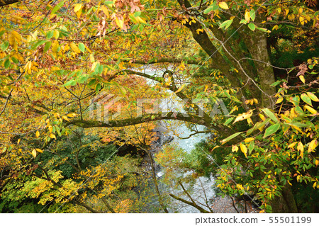 Okutama in the fall of November Okutama in the fall of November 55501199