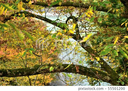 Okutama in the fall of November Okutama in the fall of November 55501200
