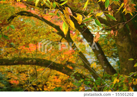 Okutama in the fall of November Okutama in the fall of November 55501202