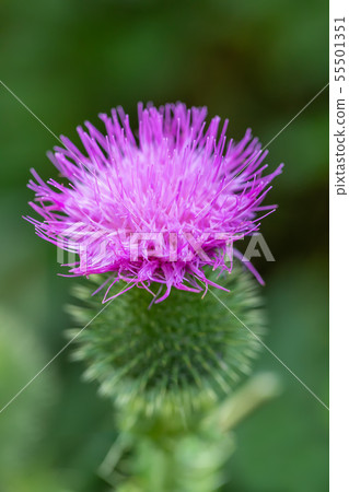 flower musk thistle, Carduus nutans 55501351