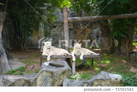 White tiger or lion resting in the zoo 55501581