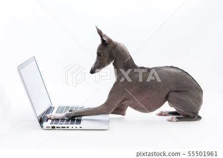 Italian greyhound using a personal computer 55501961
