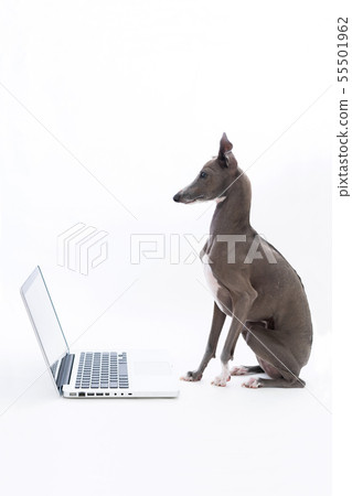 Italian greyhound looking at a computer 55501962
