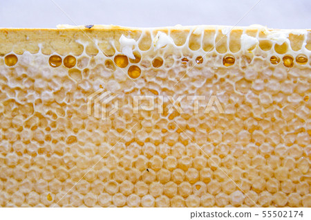 Glossy yellow golden honey comb sweet honeycomb drips flow during harvest background honeybee theme Glossy yellow golden honey comb sweet honeycomb drips flow during harvest background honeybee theme 55502174