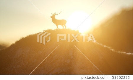 Deer Male in Forest at Sunset Deer Male in Forest at Sunset 55502235