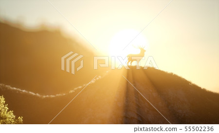 Deer Male in Forest at Sunset Deer Male in Forest at Sunset 55502236