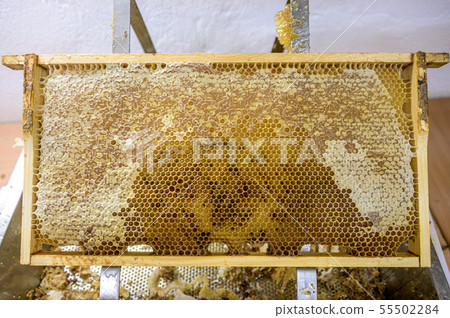 Glossy yellow golden honey comb sweet honeycomb drips flow during harvest background honeybee theme 55502284