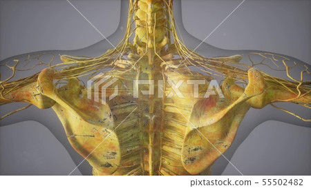 Complete close-up view of the Skeletal System with 55502482