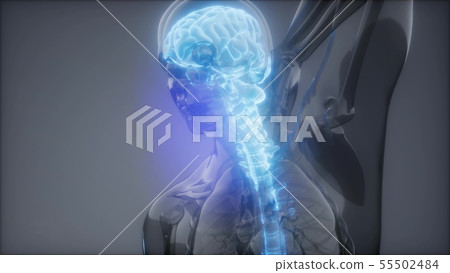 Backache in Back Bones 55502484