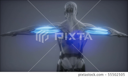 Triceps Visible Muscle Anatomy Map Stock Illustration 55502505 Pixta