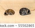 Cat distance social distance 55502865
