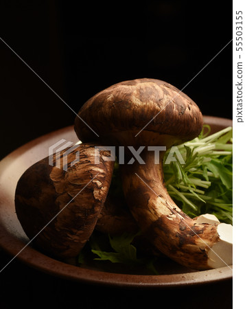 松茸蘑菇圖像 松茸蘑菇圖像 55503155