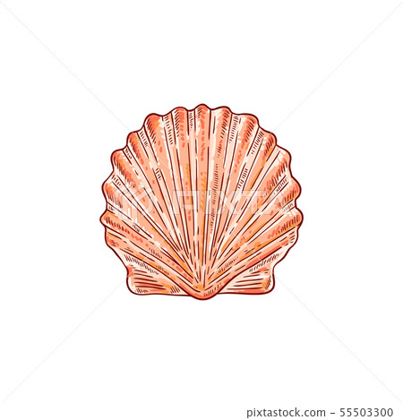 Sea shell with closed flaps, tropical seashell with underwater world and nature. Sea shell with closed flaps, tropical seashell with underwater world and nature. 55503300