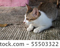 Cute little kitten sitting outdoor.  55503322