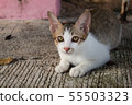 Cute little kitten sitting outdoor. 55503323