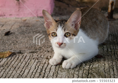 Cute little kitten sitting outdoor. Cute little kitten sitting outdoor. 55503323