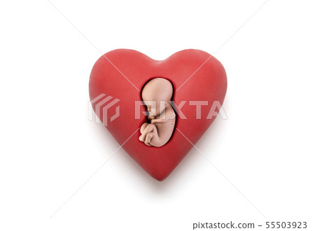 Human embryo in red heart on white background Human embryo in red heart on white background 55503923