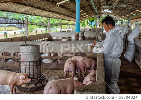 Asian veterinarian working and checking the pig in hog farms, animal and pigs farm industry 55504024