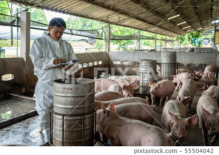 Asian veterinarian working and checking the pig in hog farms, animal and pigs farm industry 55504042