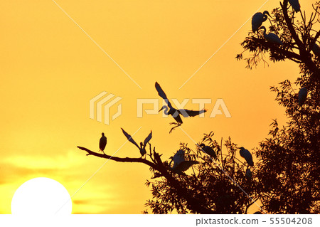 一隻和平的鳥和日出的野鳥在跳舞 一隻和平的鳥和日出的野鳥在跳舞 55504208