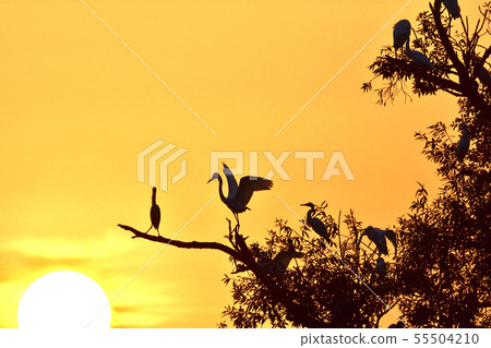 一隻和平的鳥和日出的野鳥在跳舞 55504210
