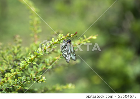 Miyama Shiro 55504675