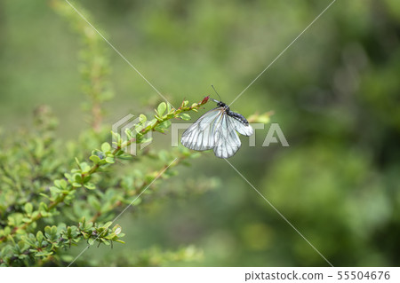 Miyama Shiro 55504676